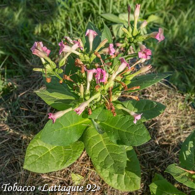 Tobacco Latakia 92 Suitsutubakas, Турецкий табак Латакия 92